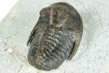 Rare Cambrian Kingaspidoides Trilobite - Tizi Ntfrkhin, Morocco #329066-4